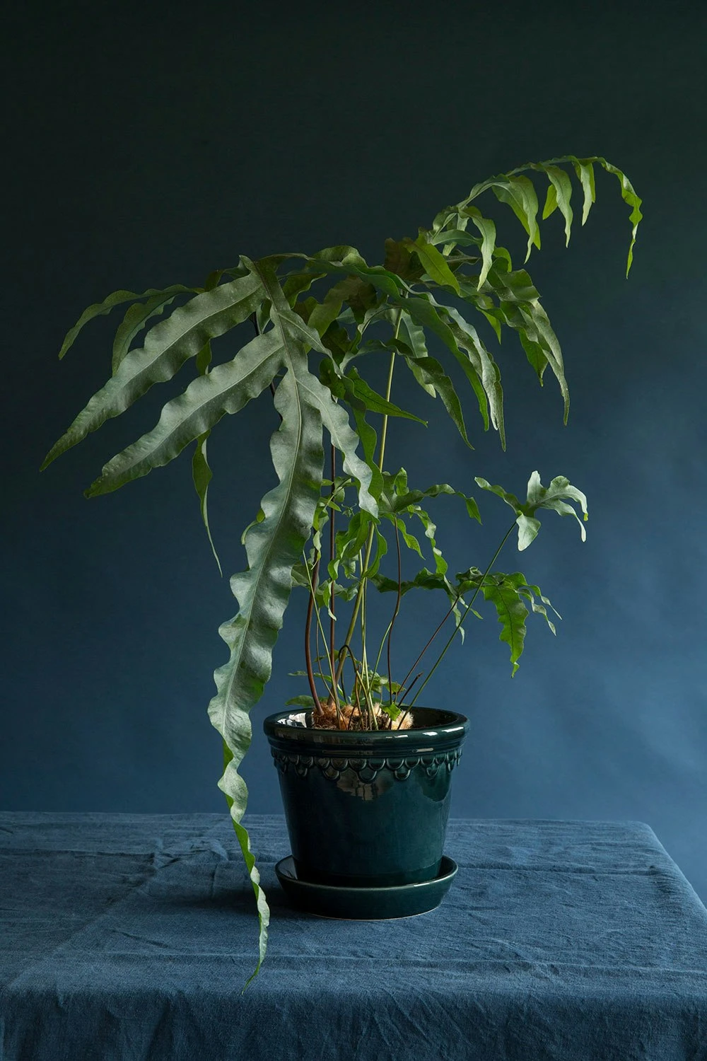Bergs Potter Copenhagen Pot Blue Pot With Saucer Blue M Cm - Image 6