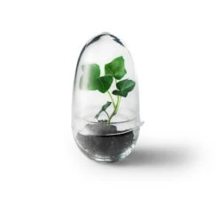 Design House Stockholm Grow Greenhouse S, Clear